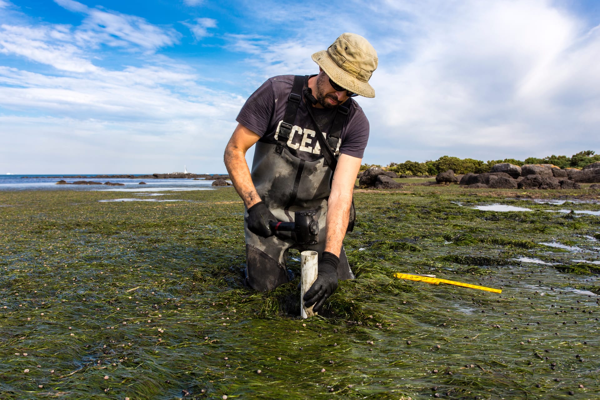International Blue Carbon Institute Fellowship 2026